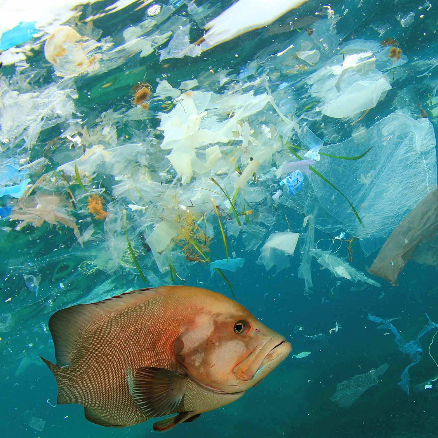 Image of fish in polluted with plastic water